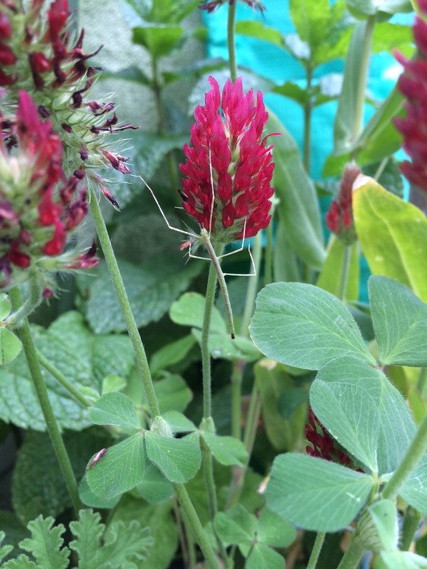 f:id:tujibee:20210517140153j:plain