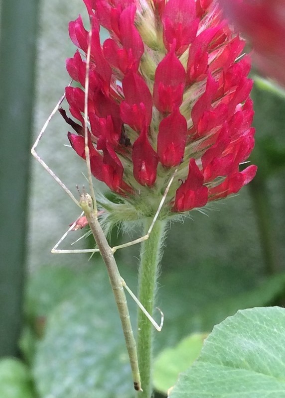 f:id:tujibee:20210517140233j:plain:w285:left