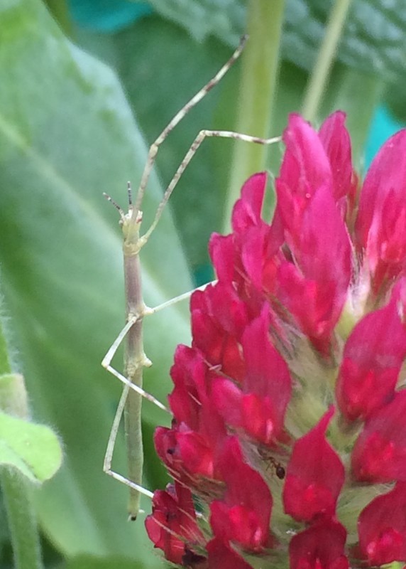 f:id:tujibee:20210517141107j:plain:w285:left