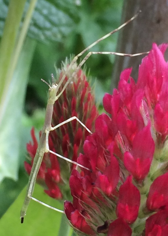 f:id:tujibee:20210517141136j:plain:w285:left