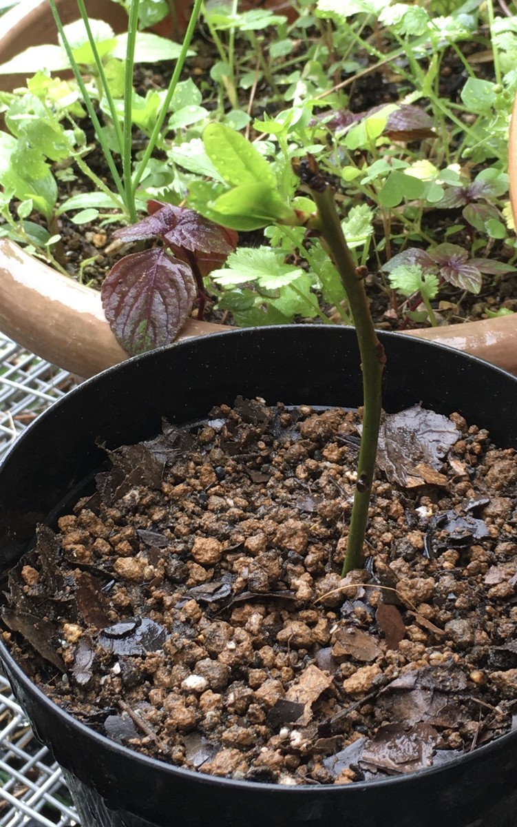 f:id:tujibee:20210527084621j:plain:w265:right