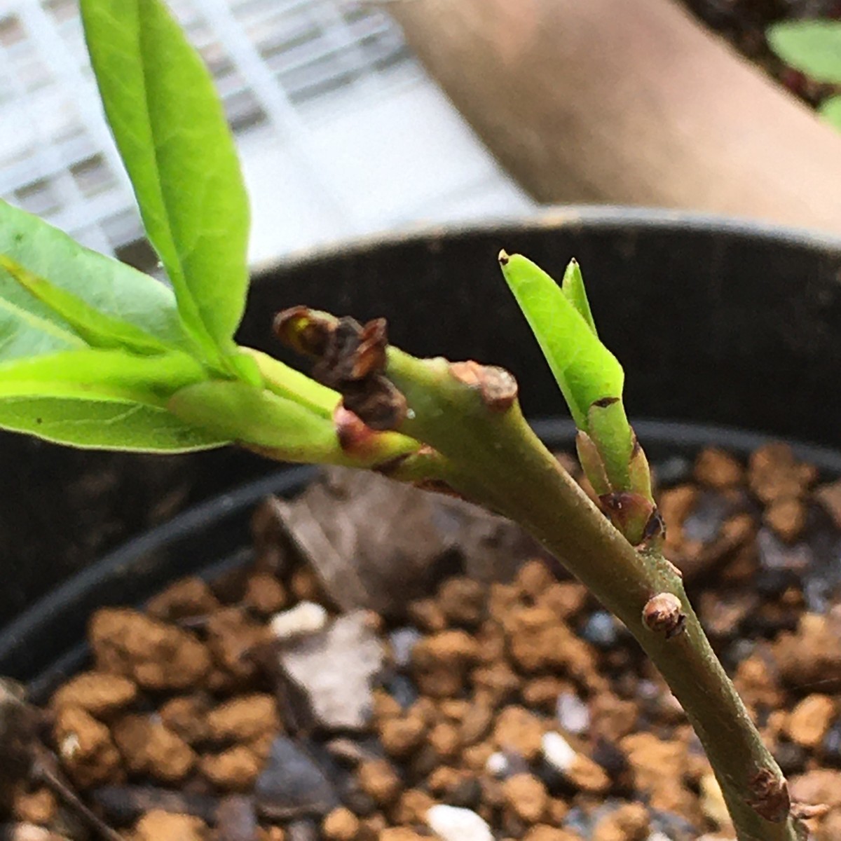 f:id:tujibee:20210529132418j:plain:w265:left