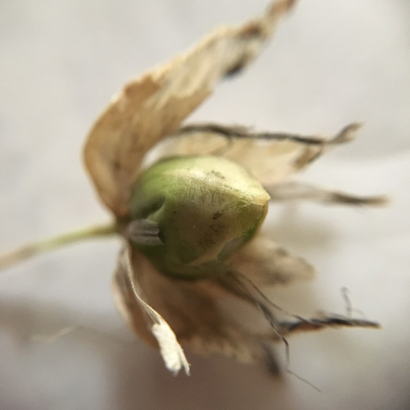 f:id:tujibee:20210601131132j:plain:w258:left