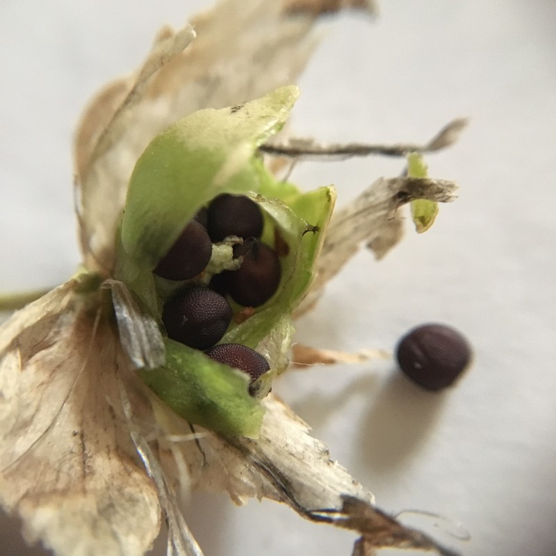 f:id:tujibee:20210601131341j:plain:w258:left