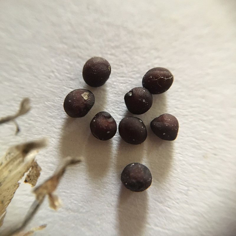 f:id:tujibee:20210601131911j:plain:w258:left