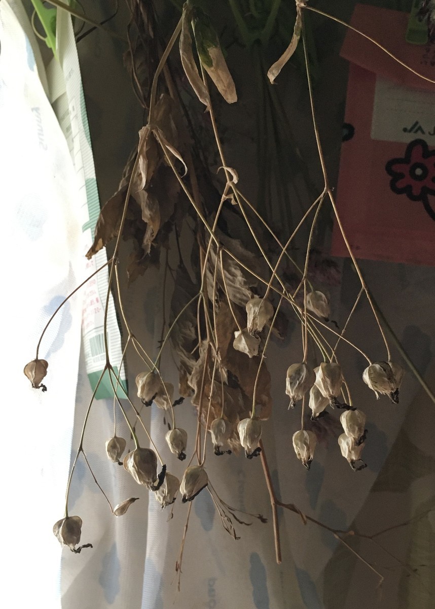 f:id:tujibee:20210601133347j:plain:w180:right