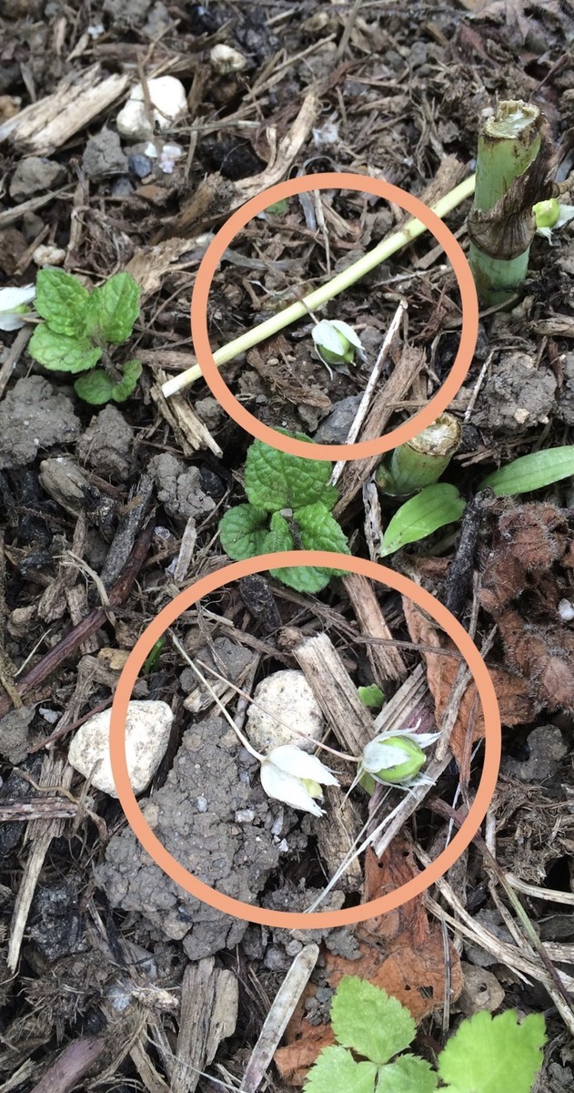 f:id:tujibee:20210601142154j:plain:w258:right