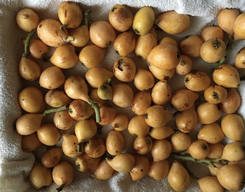 f:id:tujibee:20210611173729j:plain:w350:left