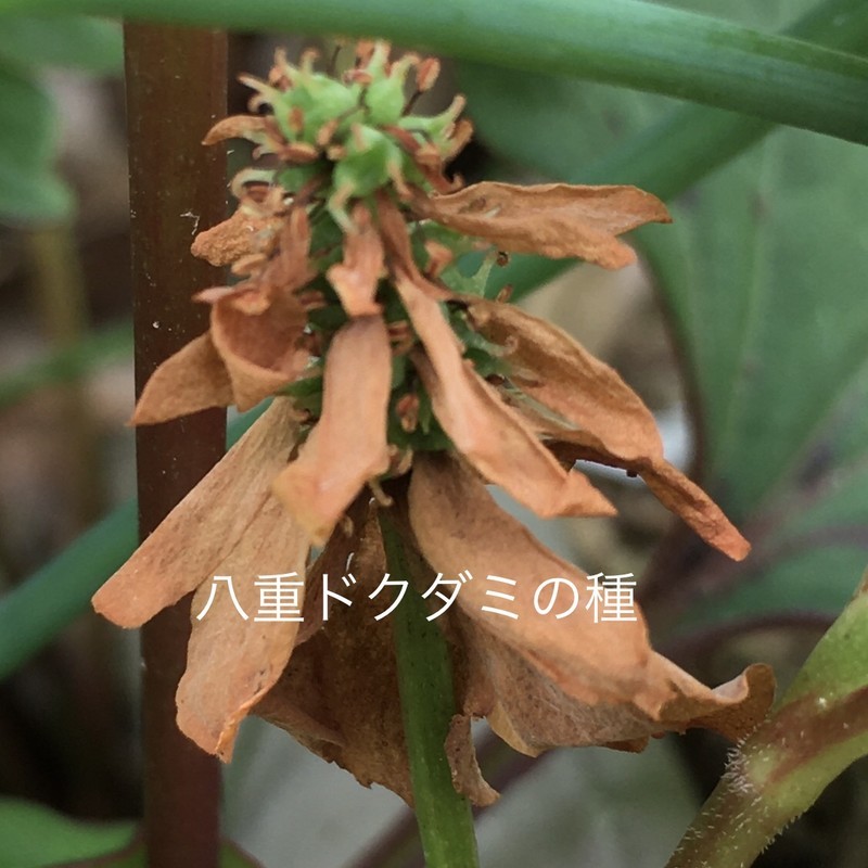 f:id:tujibee:20210614125314j:plain