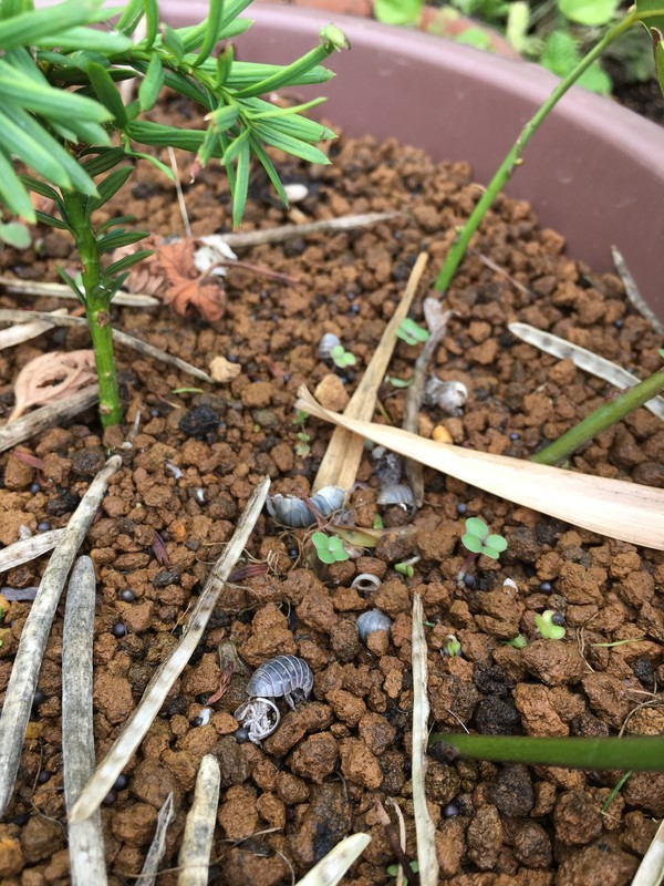 f:id:tujibee:20210624114037j:plain:w230:left