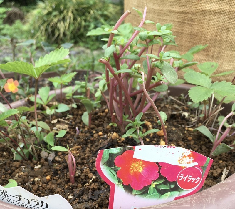 f:id:tujibee:20210829103718j:plain:w350