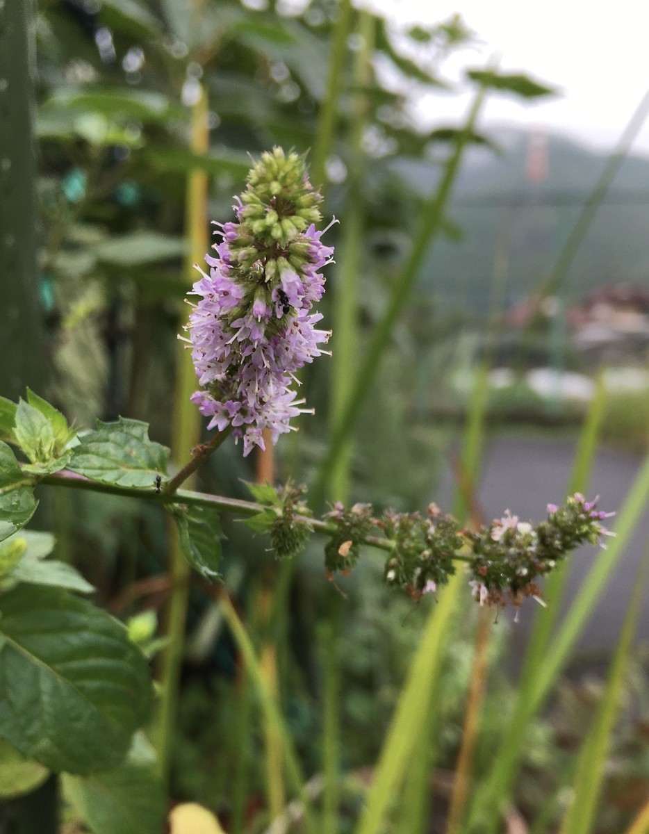 オーデコロンミントの花 ペニーロイヤルミントの種 Tujibee S めも オーデコロンミントの花 ペニーロイヤルミントの種 Tujibee S めも