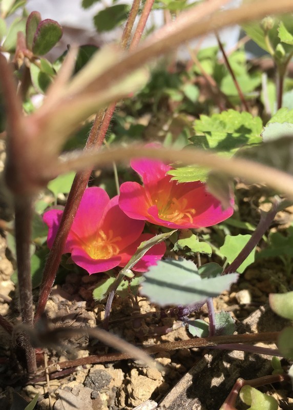 f:id:tujibee:20211006110046j:plain