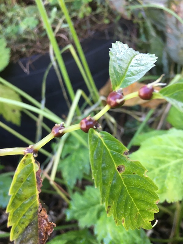 f:id:tujibee:20211006114517j:plain:w350:left