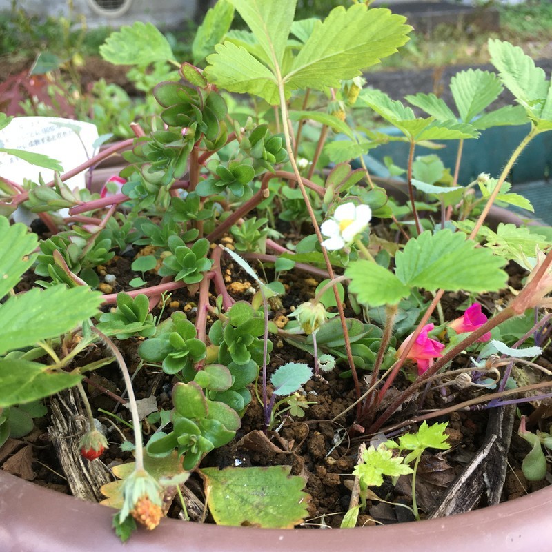 f:id:tujibee:20211006130132j:plain:w350:left