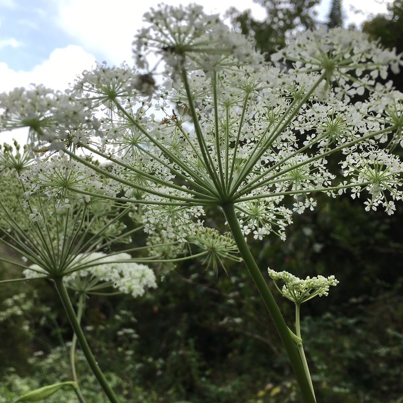 秋の河原にフェンネルに似た白の花等 はてなが沢山 Tujibee S めも 秋の河原にフェンネルに似た白の花等 はてなが沢山 Tujibee S めも