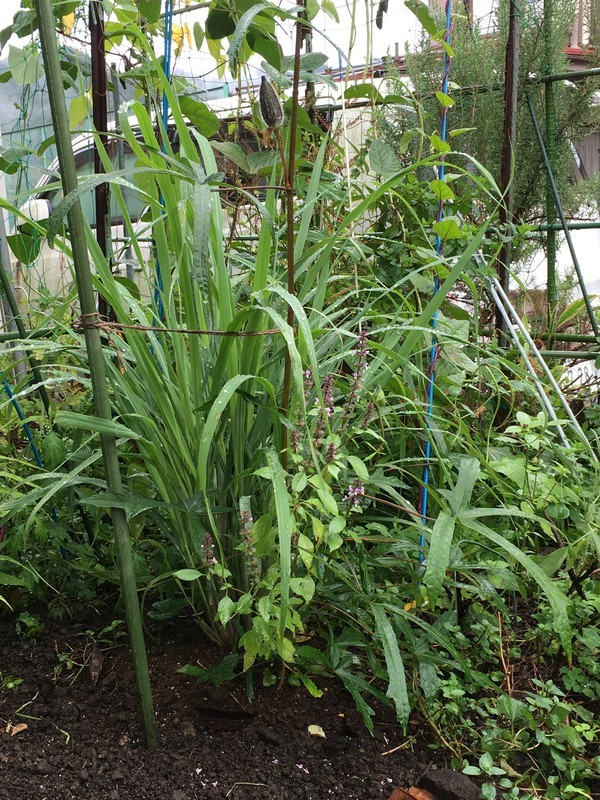 f:id:tujibee:20211017114915j:plain:w350:left