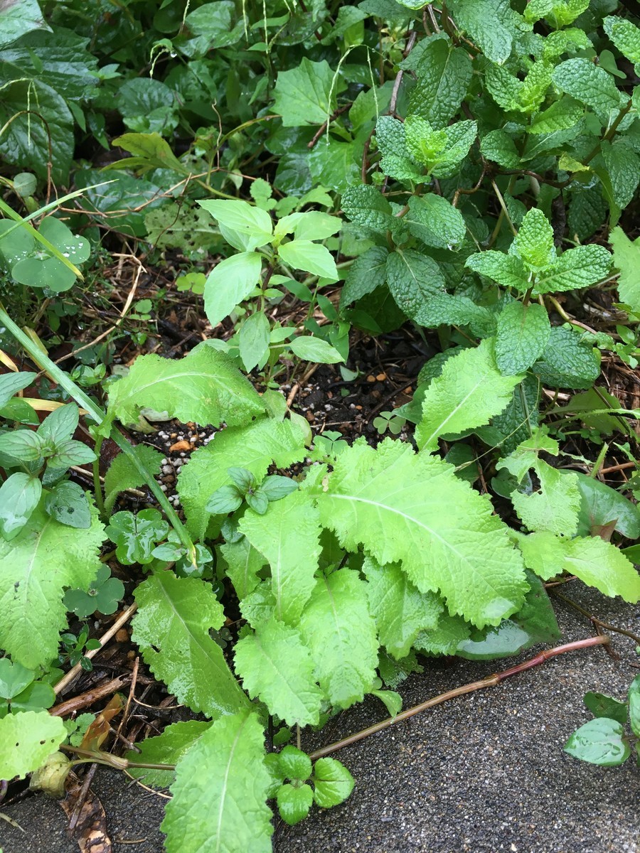 f:id:tujibee:20211017115042j:plain:w350