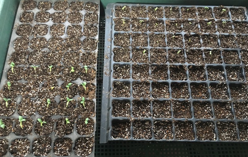 f:id:tujibee:20211025140337j:plain