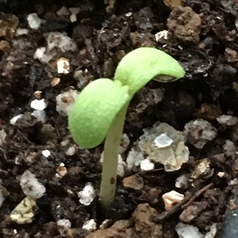 f:id:tujibee:20211025140534j:plain:w248