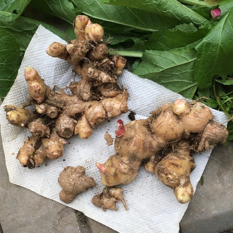 f:id:tujibee:20211121155230j:plain:w258:left