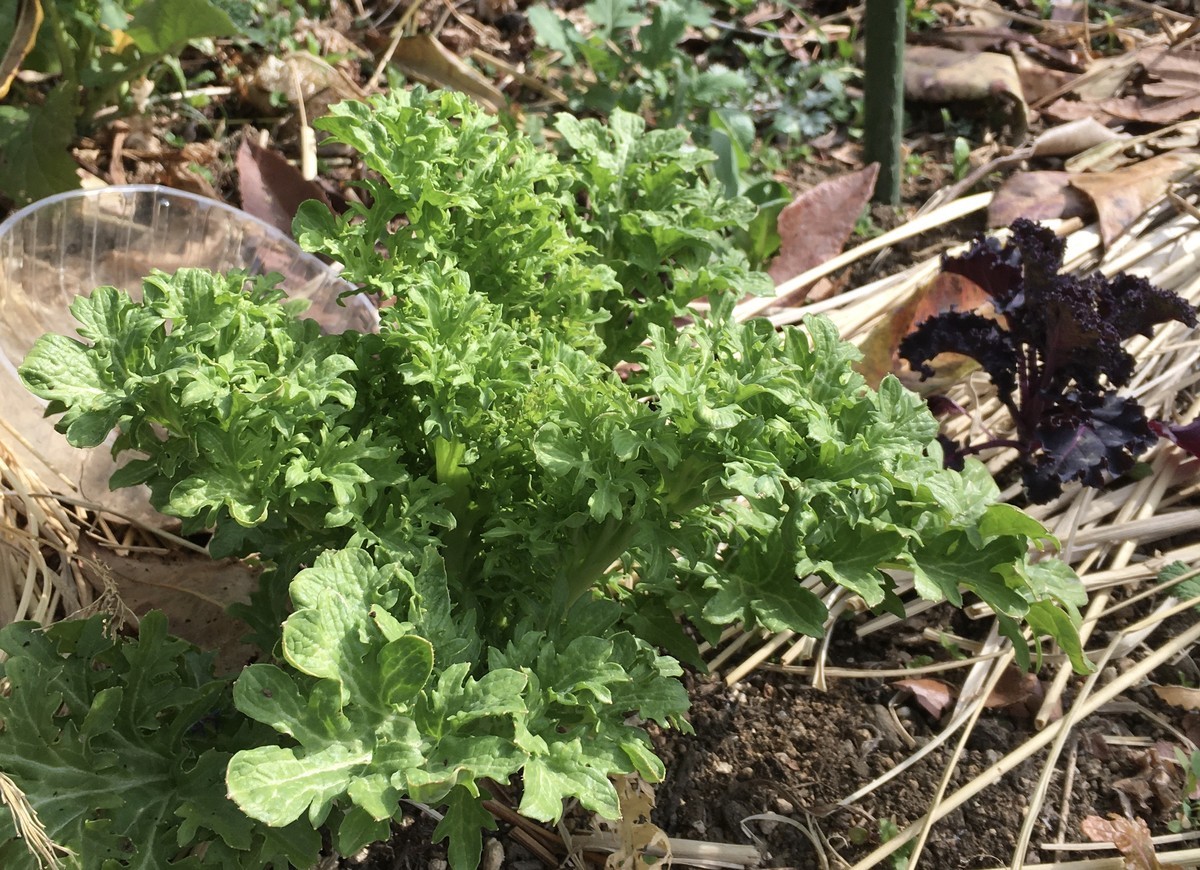 f:id:tujibee:20220313091408j:plain:w350