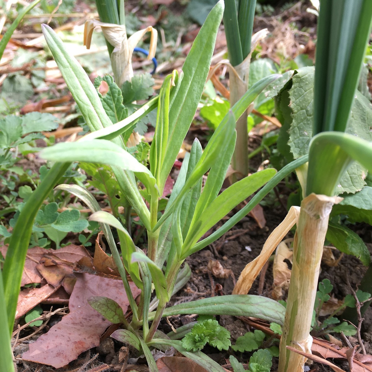 f:id:tujibee:20220313091608j:plain:w258:left