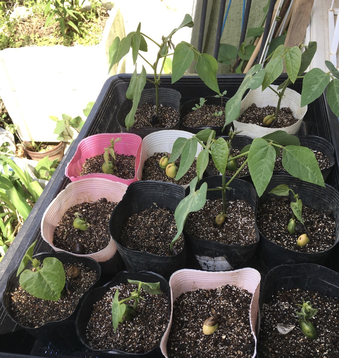 人気の贈り物が 屋久島パスタラボ 屋久島産バジルとにんにくのジェノベーゼ 飛び魚のコンフィ添え 一人前 Fucoa Cl