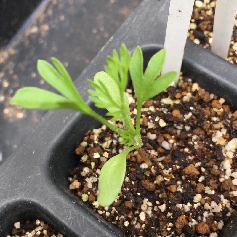 人気の贈り物が 屋久島パスタラボ 屋久島産バジルとにんにくのジェノベーゼ 飛び魚のコンフィ添え 一人前 Fucoa Cl 人気の贈り物が 屋久島パスタラボ 屋久島産バジルとにんにくのジェノベーゼ 飛び魚のコンフィ添え 一人前 Fucoa Cl