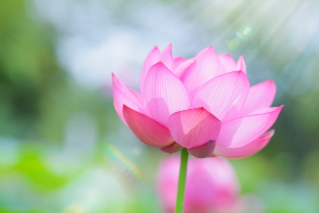 f:id:tukiakari74:20200814000213j:plain