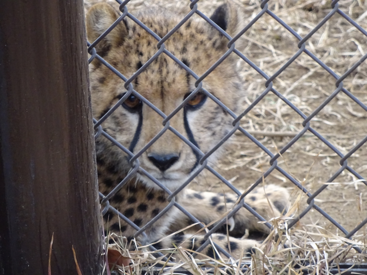 f:id:tukikanasoraomoi:20220327134040j:plain