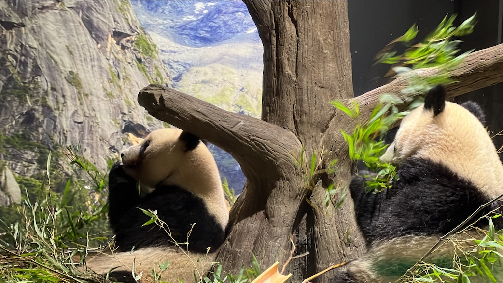 f:id:tukikanasoraomoi:20231027100245j:image f:id:tukikanasoraomoi:20231027100245j:image