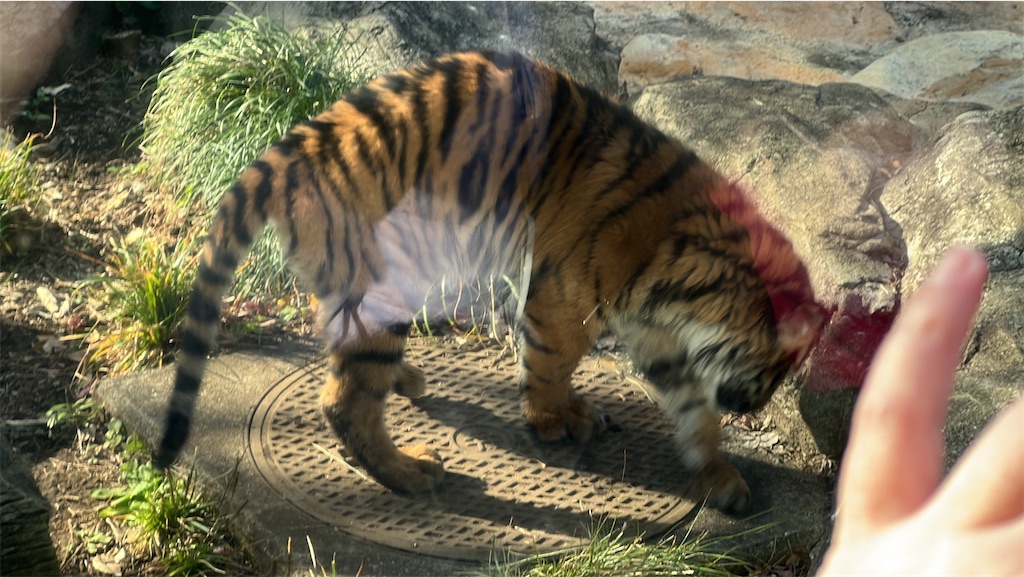 f:id:tukikanasoraomoi:20231231121133j:image