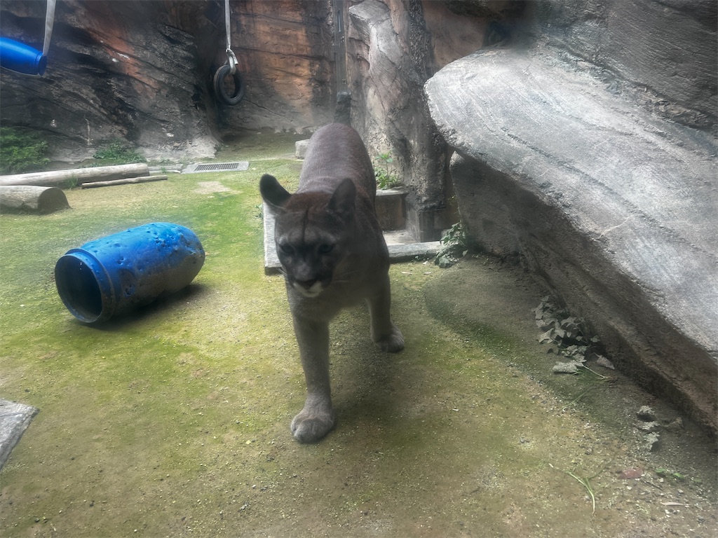 f:id:tukikanasoraomoi:20240501102721j:image