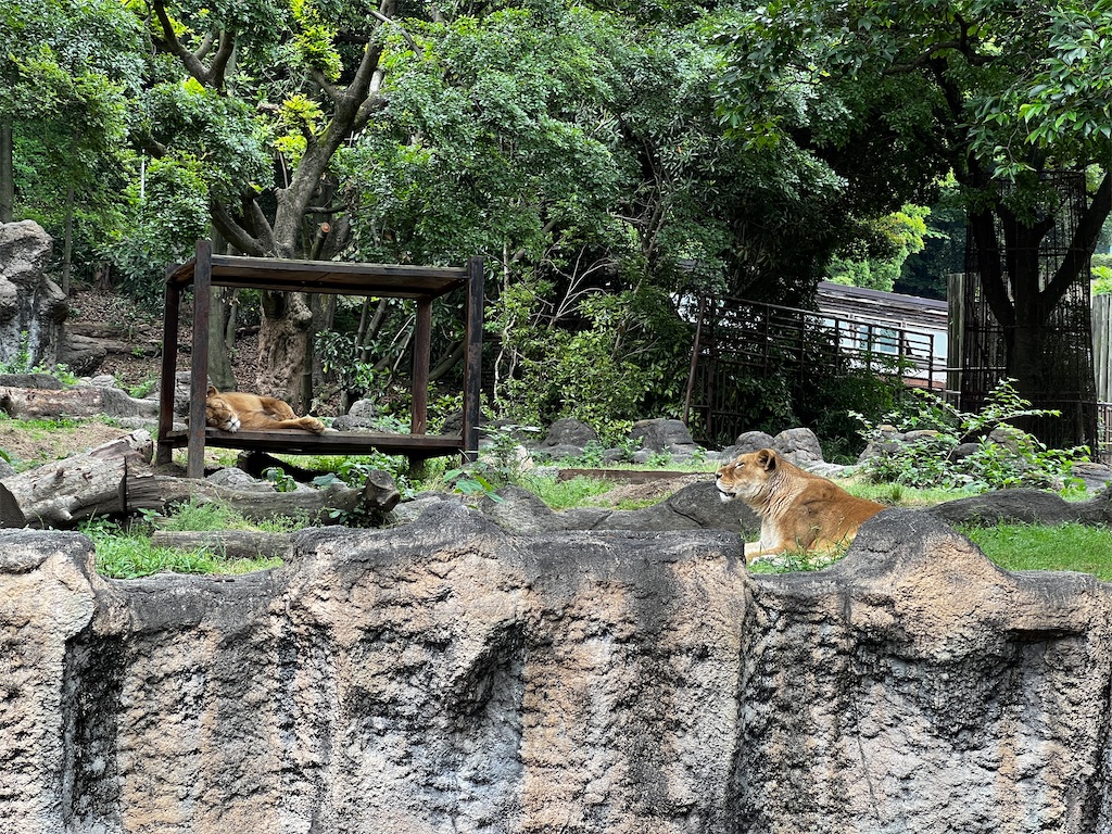 f:id:tukikanasoraomoi:20240529161442j:image