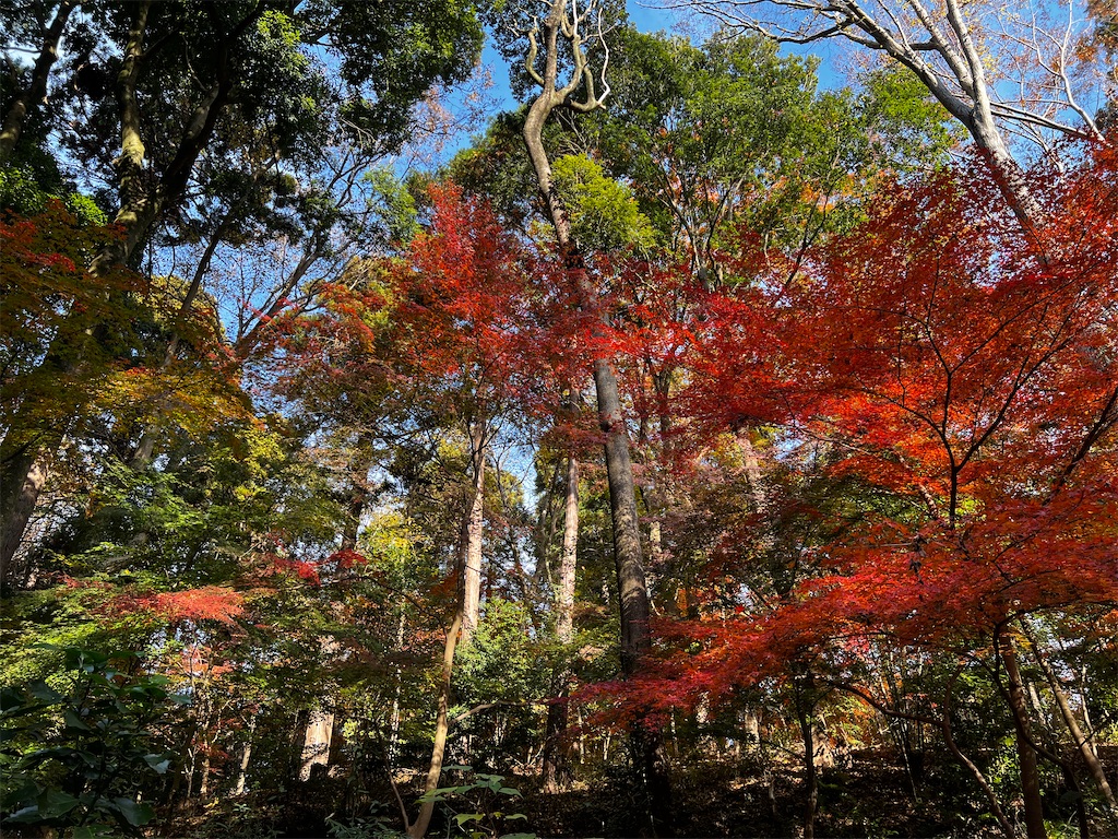 f:id:tukikanasoraomoi:20241206110713j:image