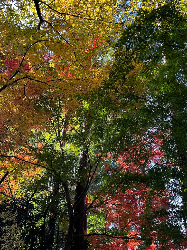 f:id:tukikanasoraomoi:20241206110717j:image