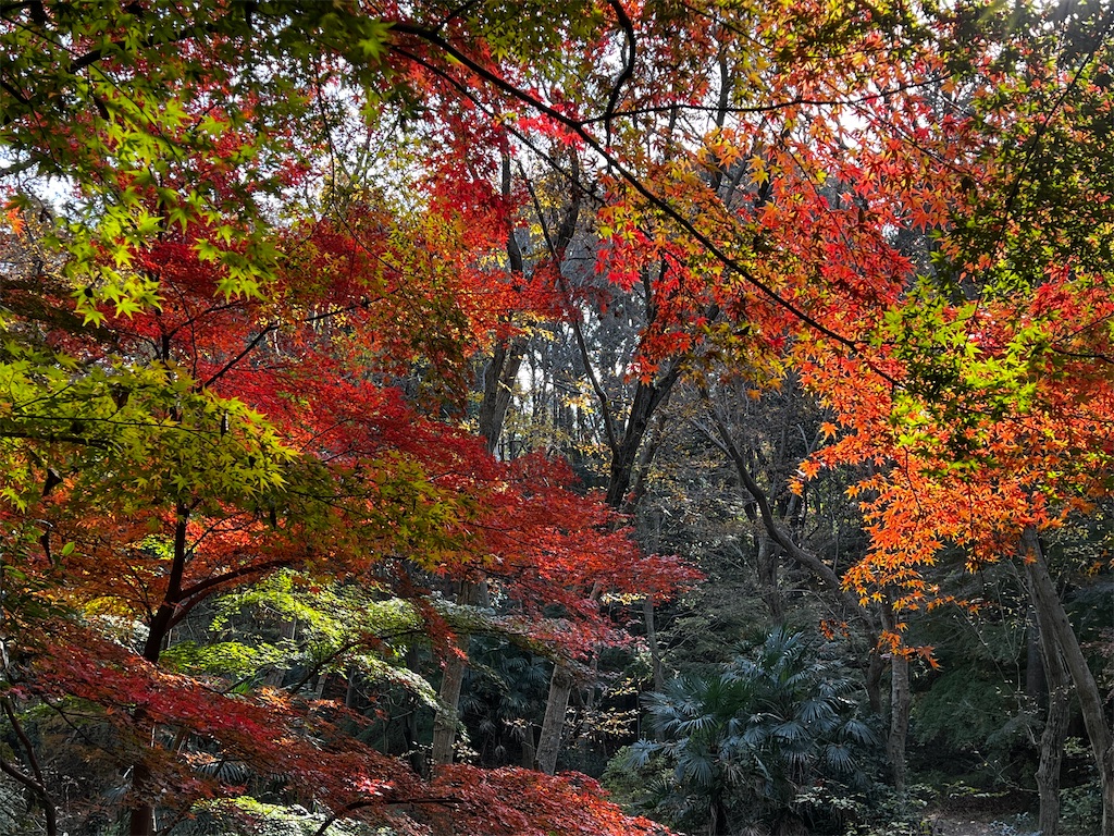 f:id:tukikanasoraomoi:20241206110758j:image