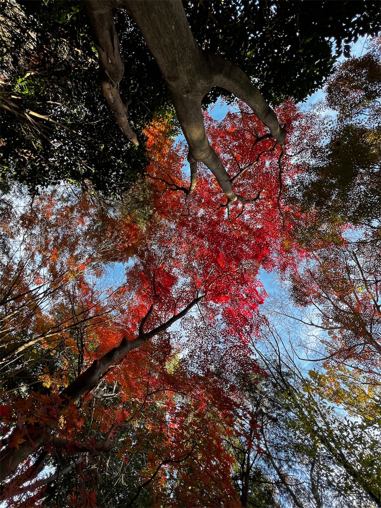 f:id:tukikanasoraomoi:20241206110805j:image