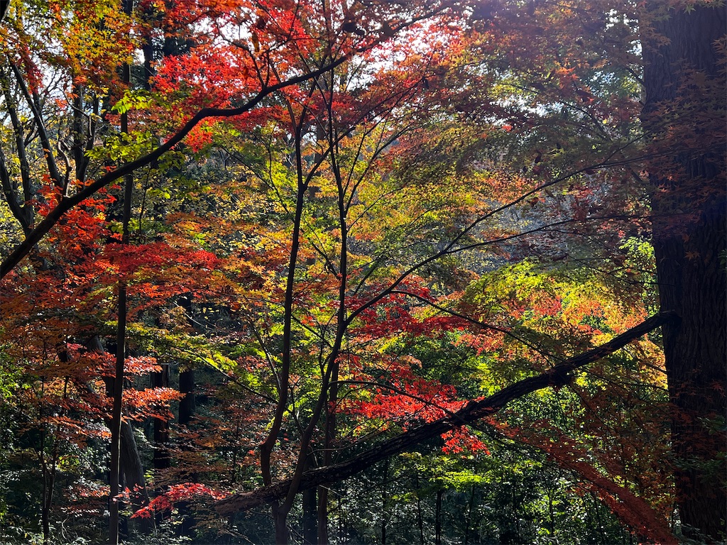 f:id:tukikanasoraomoi:20241206110850j:image