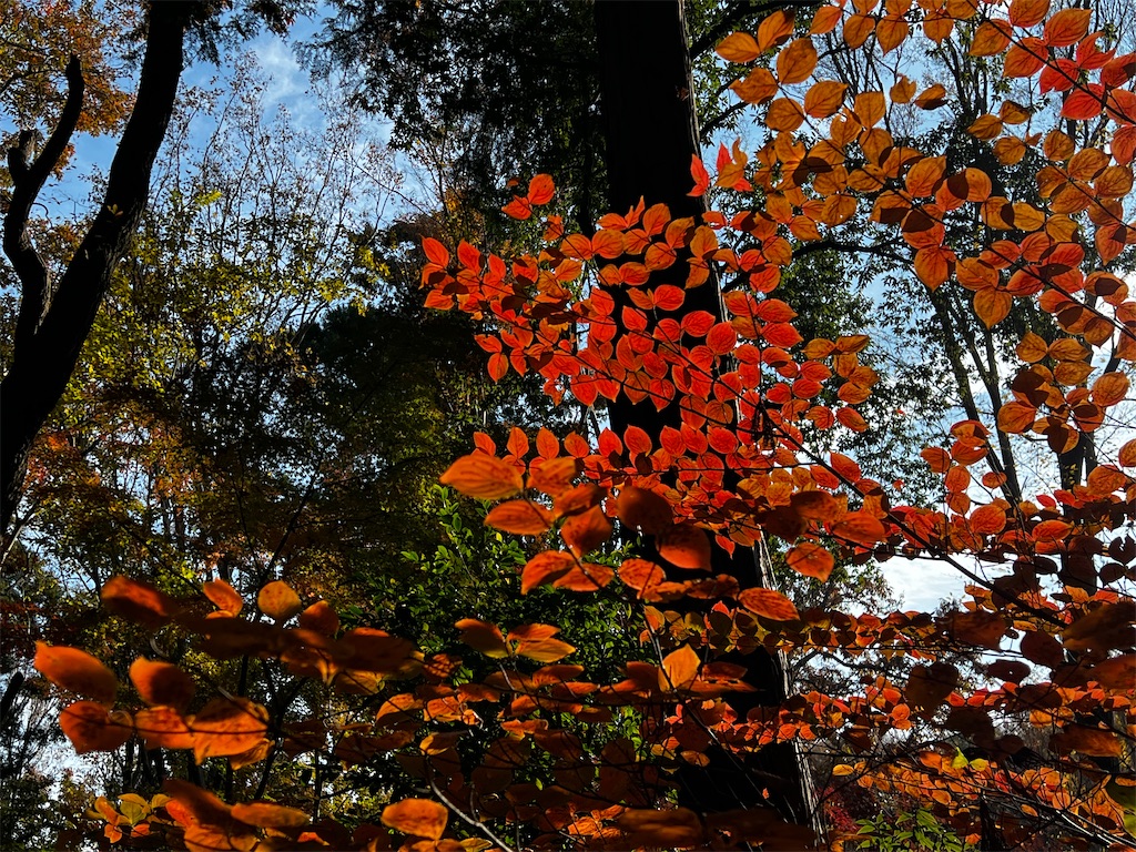 f:id:tukikanasoraomoi:20241206110906j:image