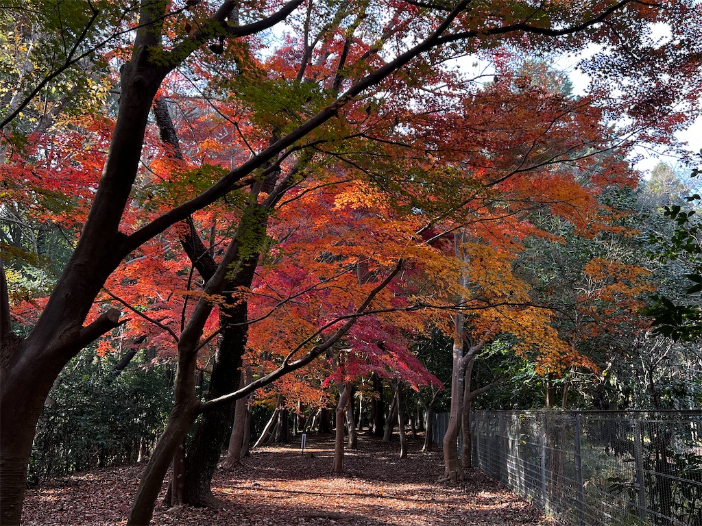 f:id:tukikanasoraomoi:20241206110914j:image
