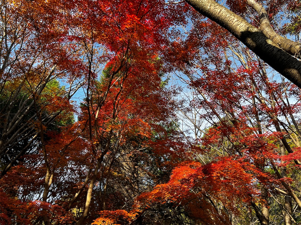f:id:tukikanasoraomoi:20241206110917j:image
