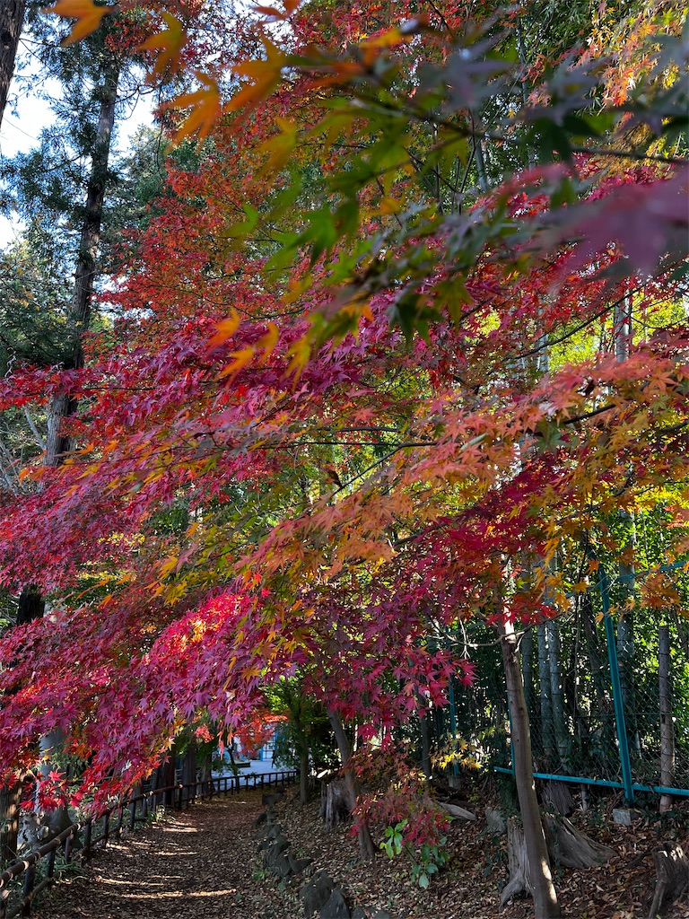 f:id:tukikanasoraomoi:20241206110922j:image