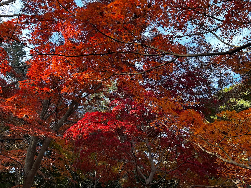f:id:tukikanasoraomoi:20241206110933j:image