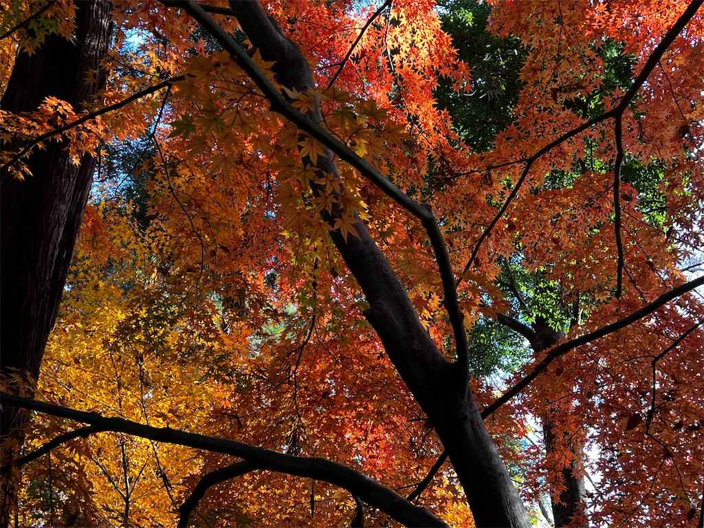 f:id:tukikanasoraomoi:20241206110940j:image
