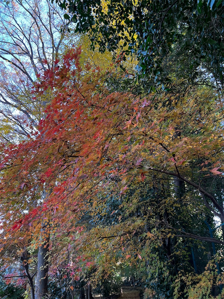 f:id:tukikanasoraomoi:20241206111000j:image