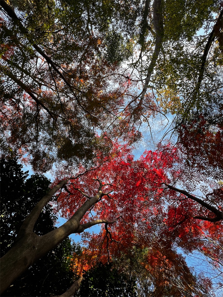 f:id:tukikanasoraomoi:20241206111008j:image