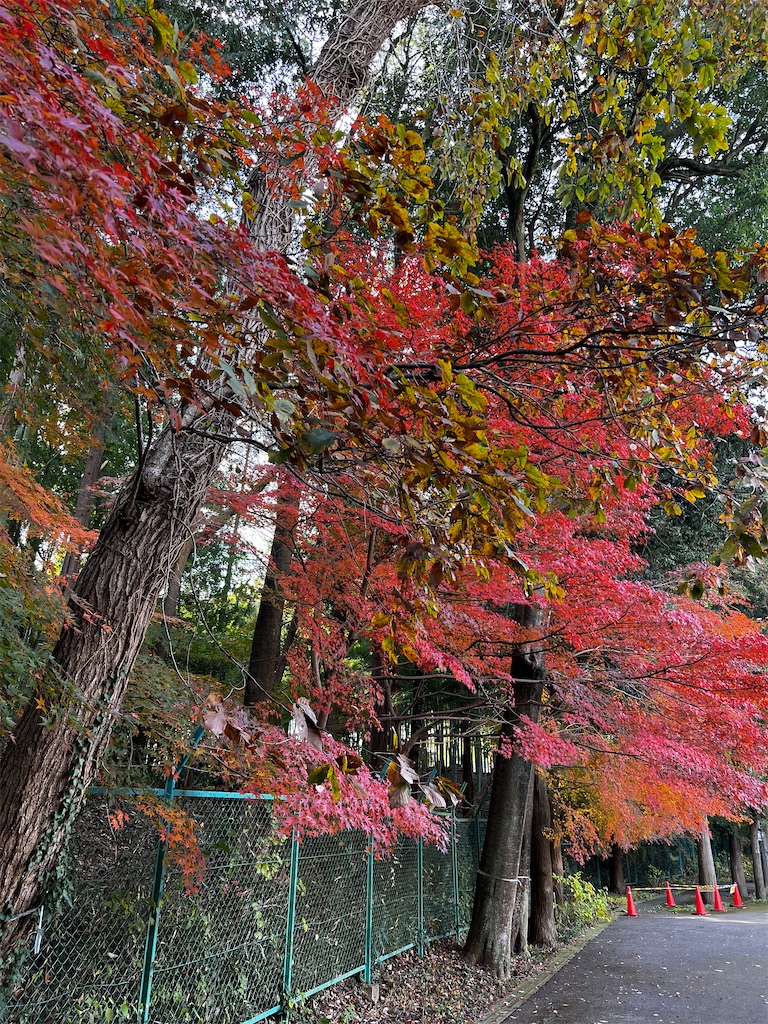 f:id:tukikanasoraomoi:20241206111015j:image
