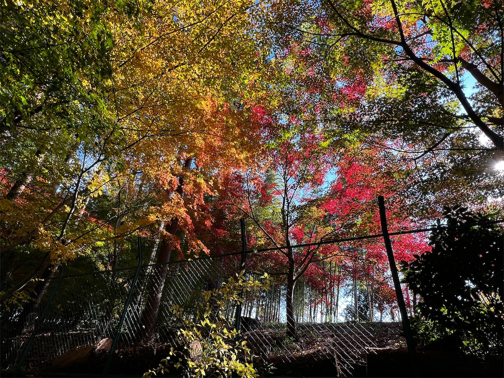 f:id:tukikanasoraomoi:20241206111031j:image